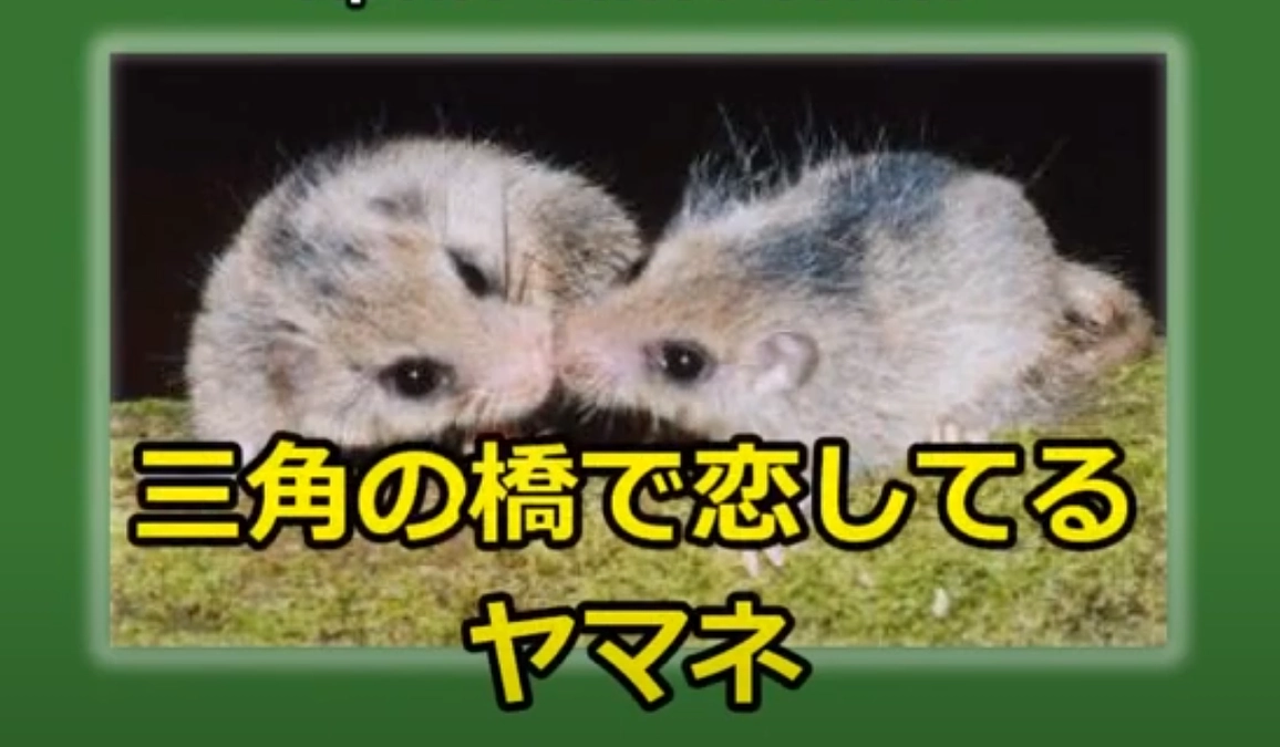 「知ってるつもり？」三角の橋をわたってる