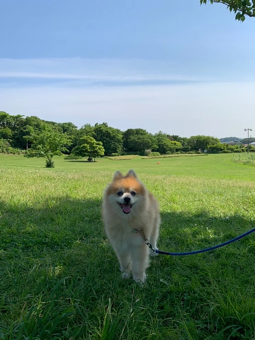 ゴールまで後４日　ポメラニアン秀作ちゃん
