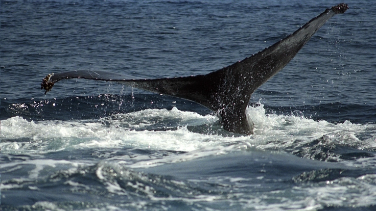 三宅島に来遊するクジラのメッセージから、地球環境の変化を探る