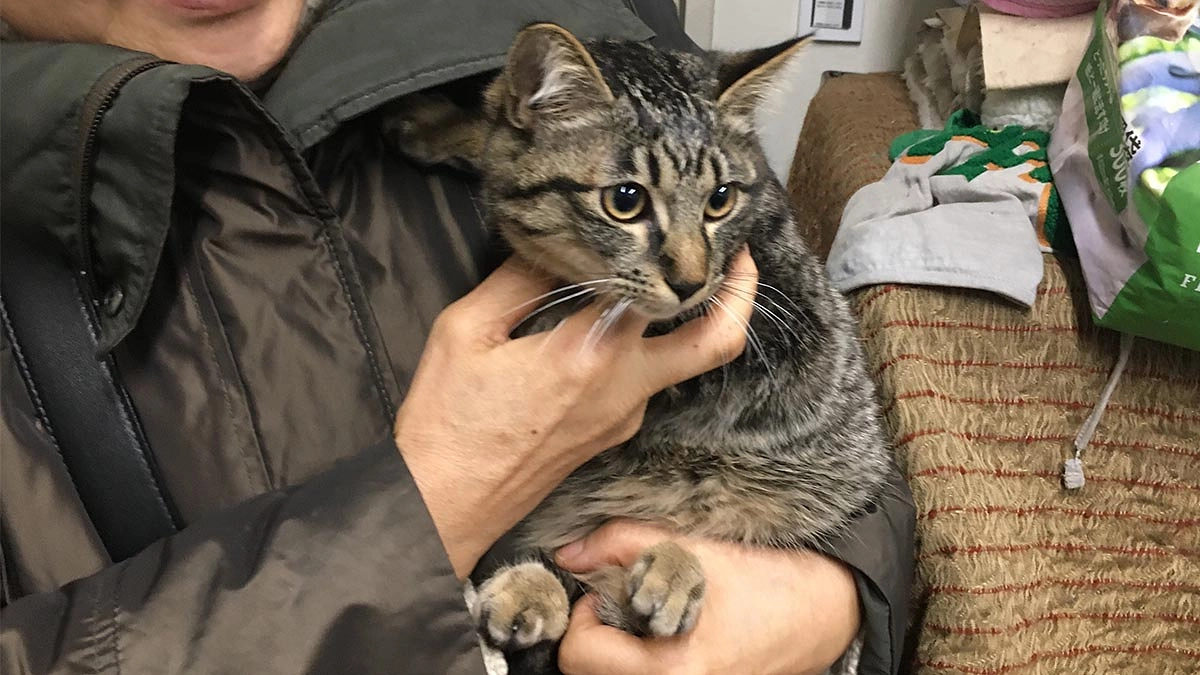 遂に3匹の仔猫が優しい家族の一員になりました