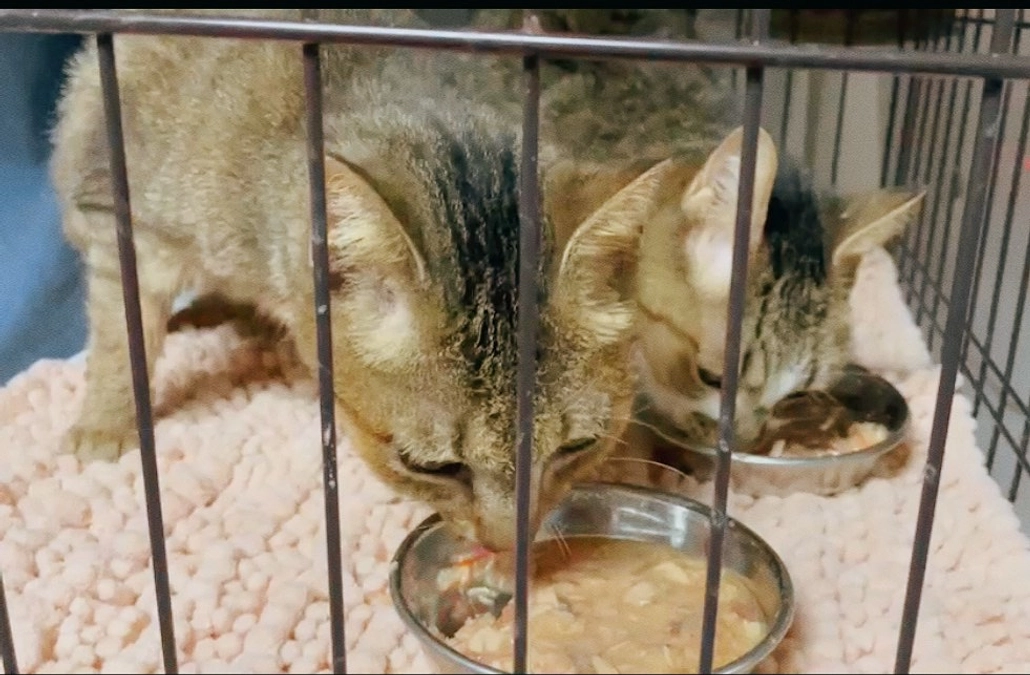 ★ 2022年11月　一般寄付（新生銀行ご寄付）収支報告