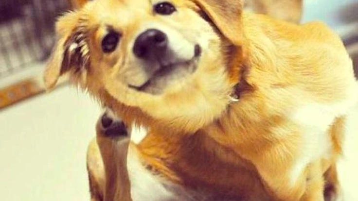 動物殺処分ゼロへ！新しい寄付の仕組を導入したサイトを作りたい