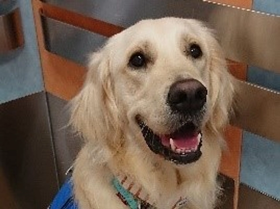 ファシリティドッグ「タイ」からの応援メッセージ