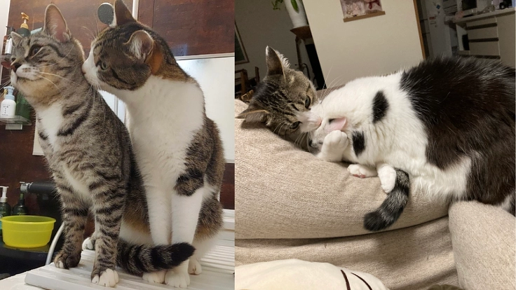 FIP(猫伝染性腹膜炎)闘病中の元捨て猫、らんまを助けてください 2枚目