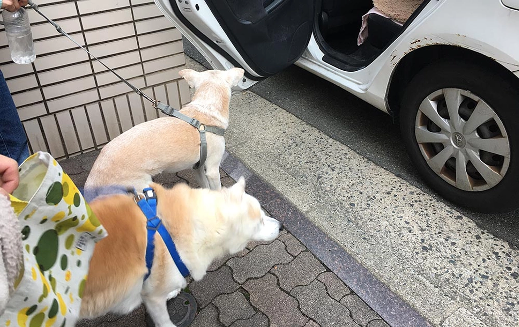 犬猫4匹スタッフ2名の大所帯でかかりつけの動物病院へ行きました