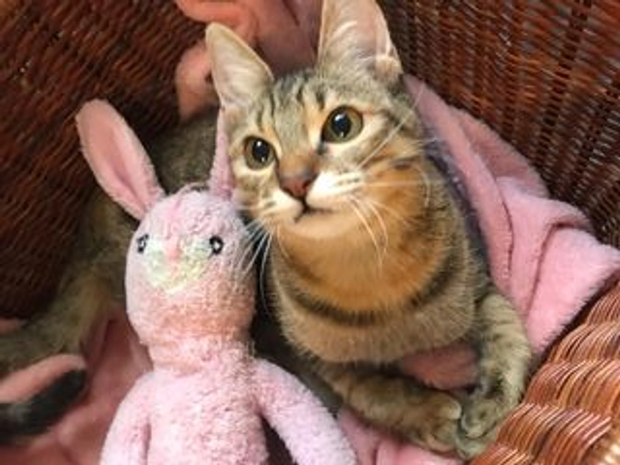 1月最終日！残り11日