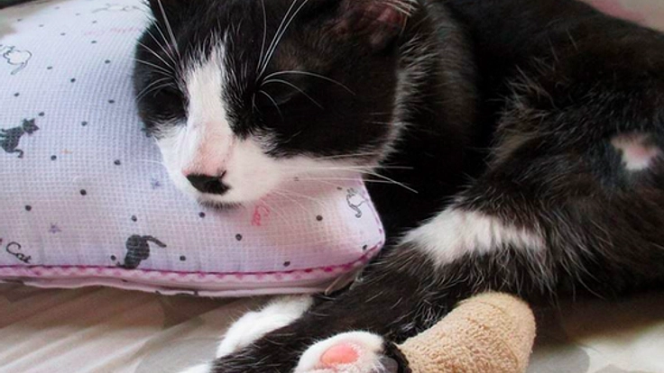 事故で重傷を負った猫のクロちゃんを再生医療手術で救いたい！