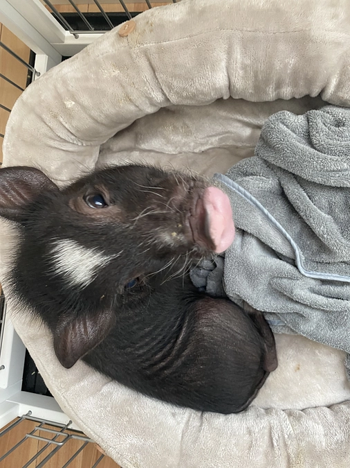 ありがとうございます✨目標金額達成いたしました✨