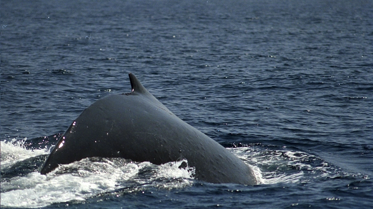 三宅島に来遊するクジラのメッセージから、地球環境の変化を探る