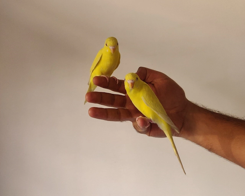 「われらカナリヤ」鎮魂のうた