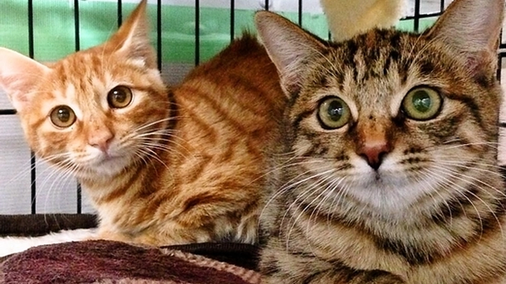 不妊手術をおこなう医療車を完成させ被災地や日本全国を回りたい