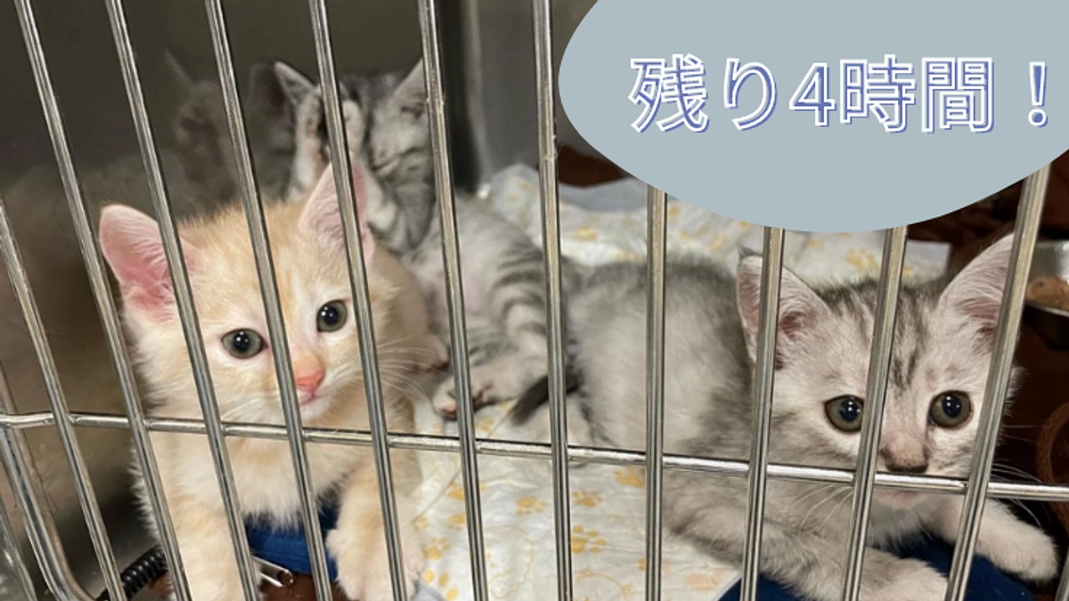 クラウドファンディング終了まで残り4時間！