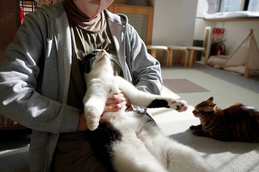 さくらプロジェクト終了まで、あと残り3日！