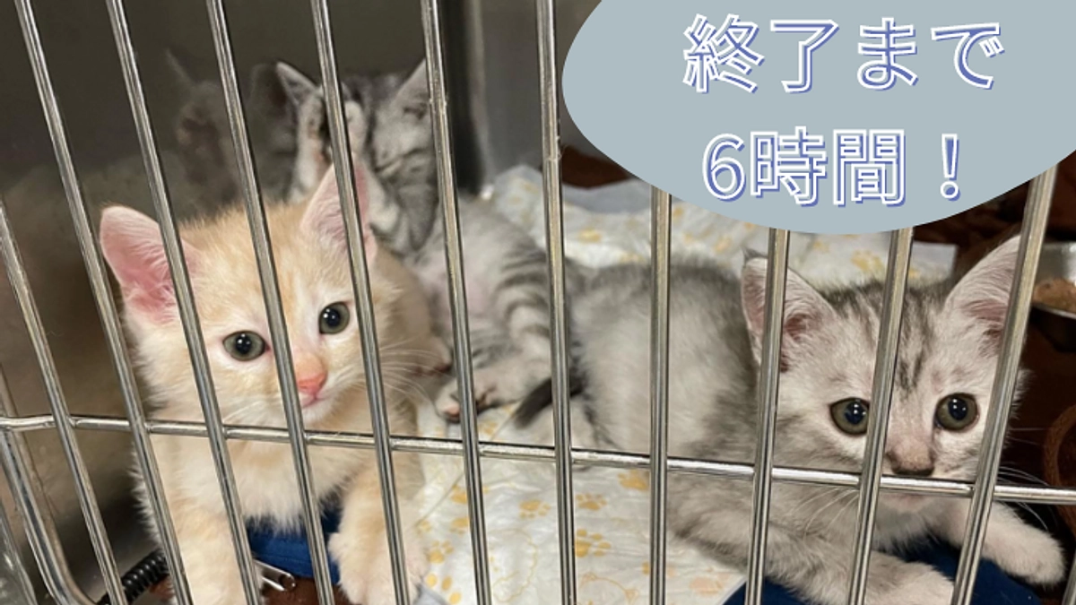 クラウドファンディング終了まで残り6時間！