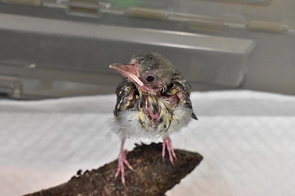 【保護情報】雨の日にうずくまっていたヒヨドリの巣立ち雛