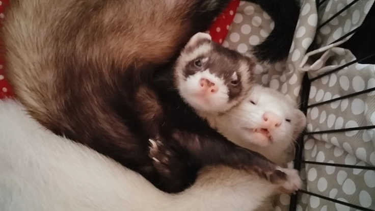 フェレットの下半身麻痺を治すための治療費に協力お願いします！