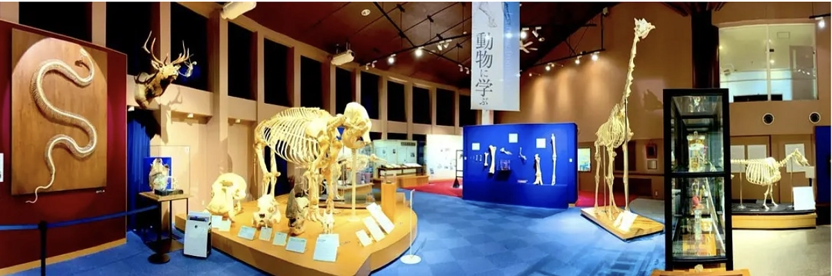 CF挑戦のきっかけとなった「麻布大学いのちの博物館」を紹介！