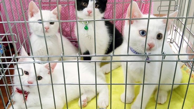 殺処分ゼロを目指すイベント「ねこフェスタ」を原宿で開催したい