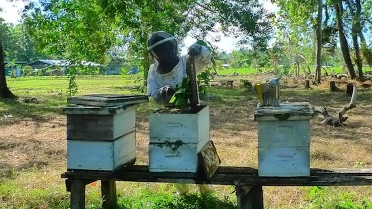 ソロモンの熱帯雨林を守る養蜂を応援！4箱の巣箱を100箱に！