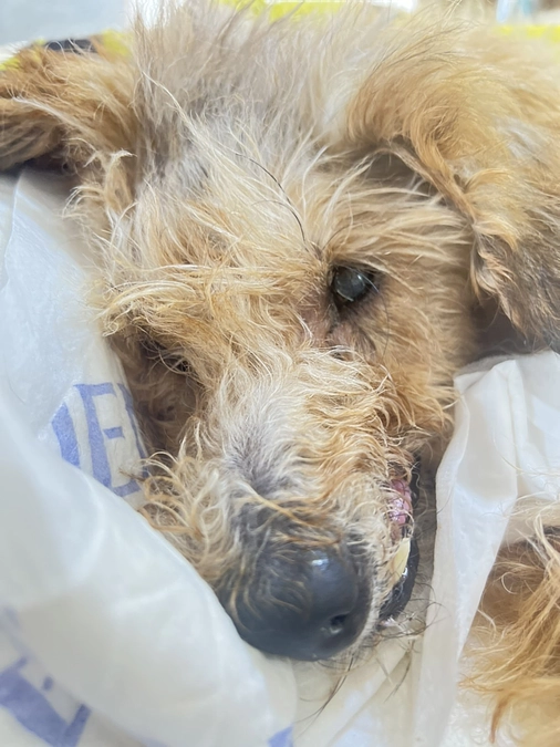 もっぷちゃん　手術から2週間経過しました。