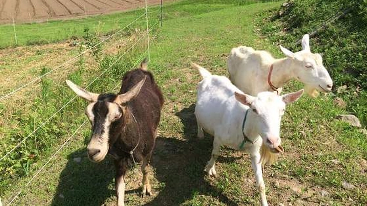 長野で「四賀にきましょ」里山てしごと文化祭を開催します！