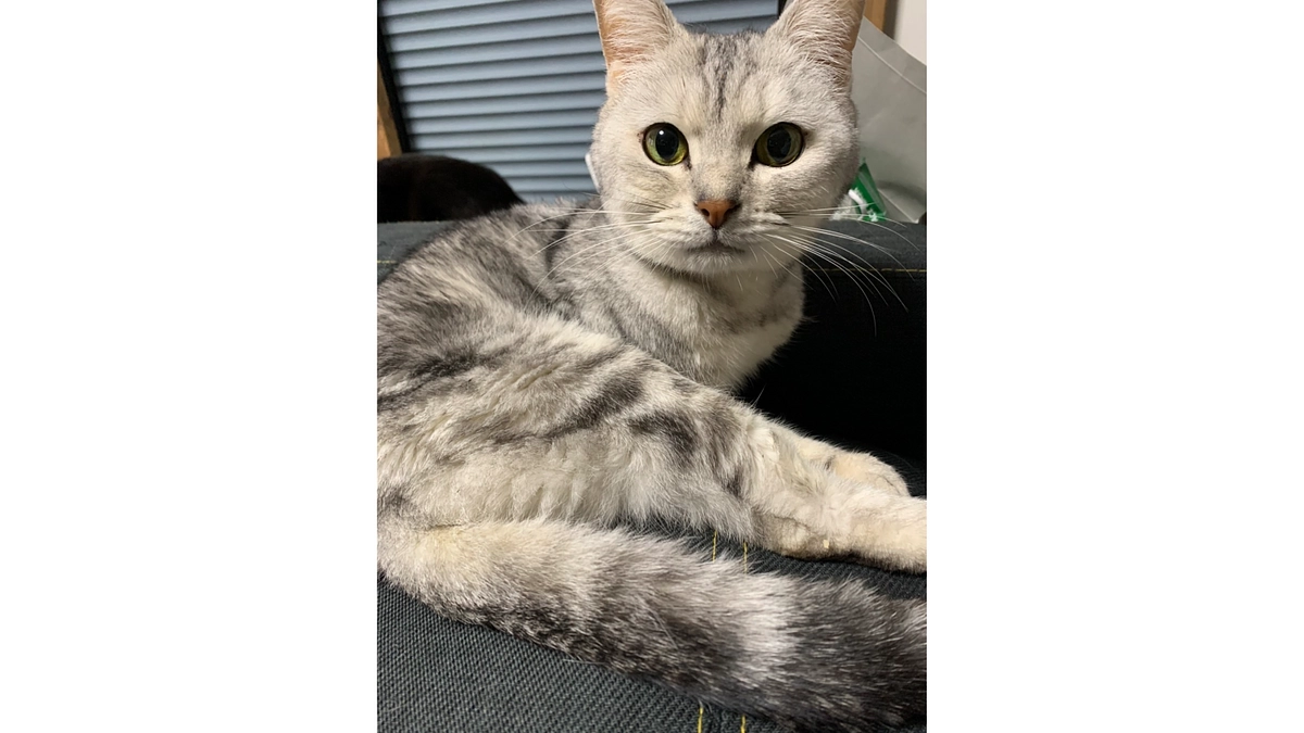 【50%突破！】お腹の弱い むーさん のお話