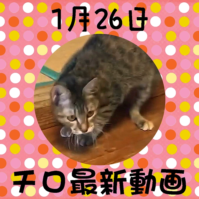 チロちゃんの1/26最新動画