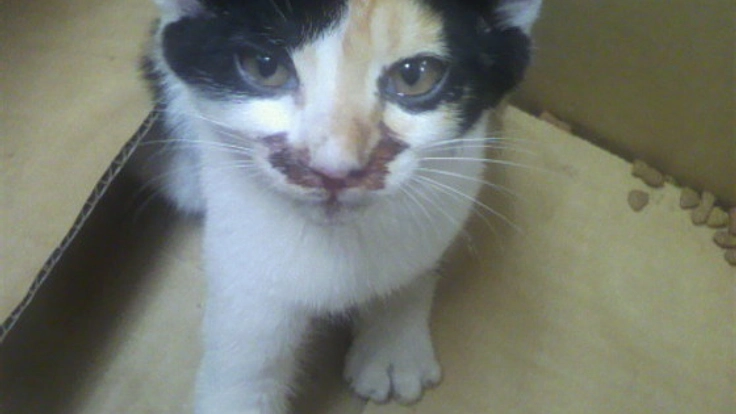 避妊・虚勢を行い虐待で命を落とした湖夏のような猫を無くしたい