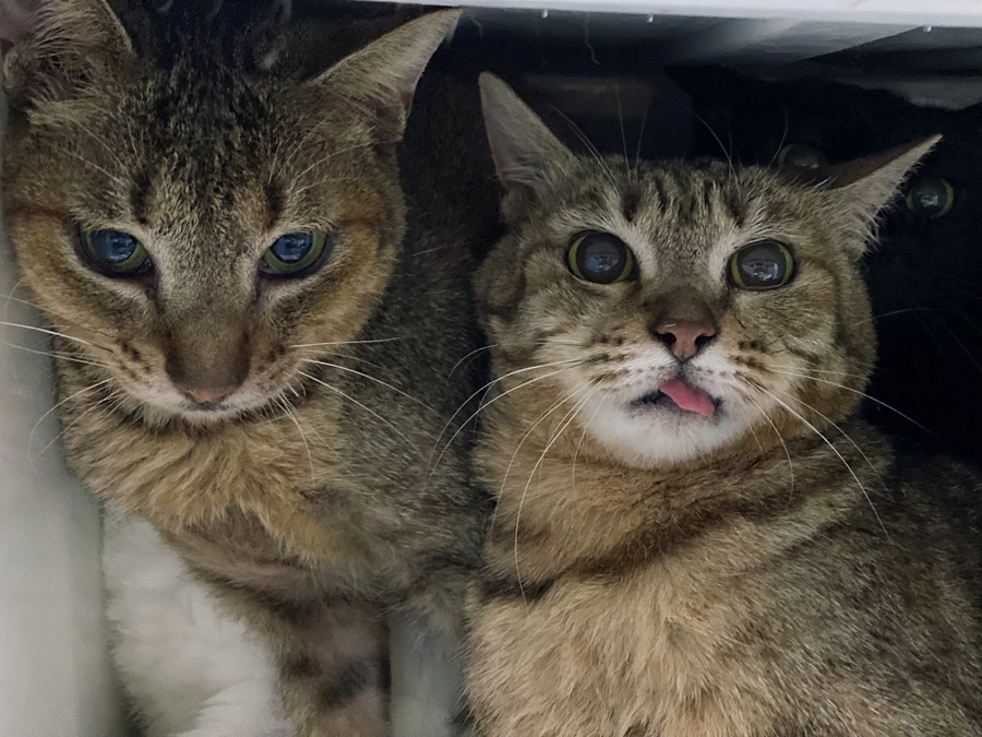 ★ネクストゴール390万円目指して。フミ君フォスターペアレント