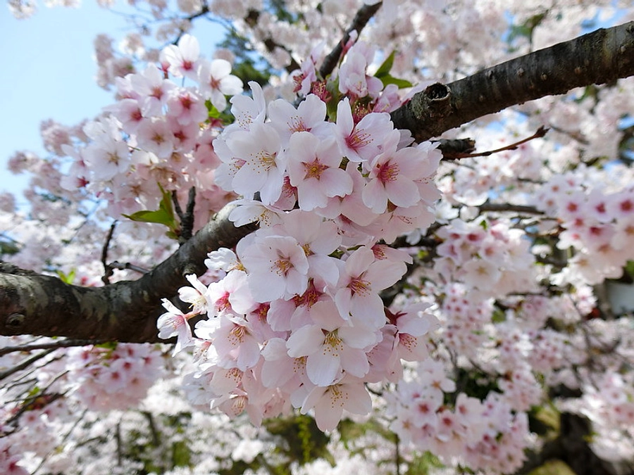 「花とささげーつつ」鎮魂のうた