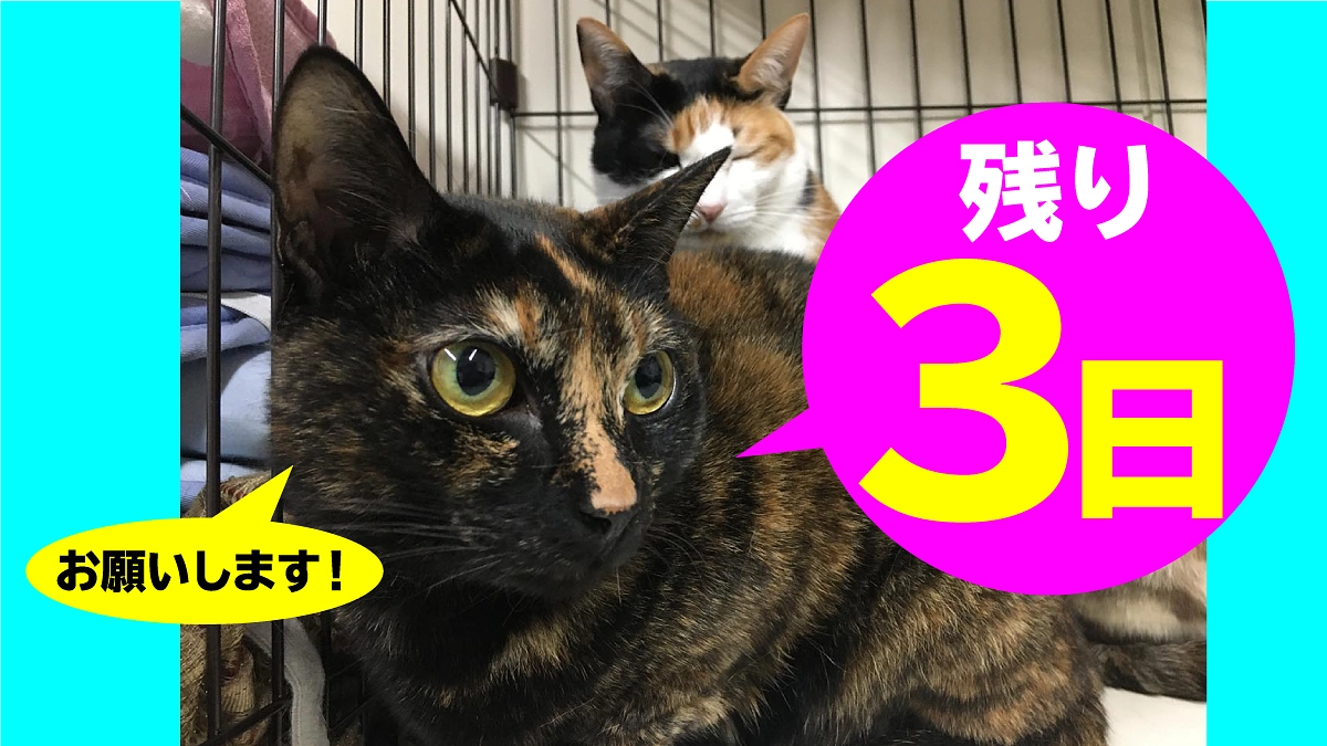 終了まで残り【3日】