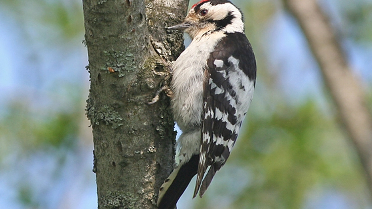 野鳥マップ作成を通じて北海道帯広市の野生生物と森林を守る！