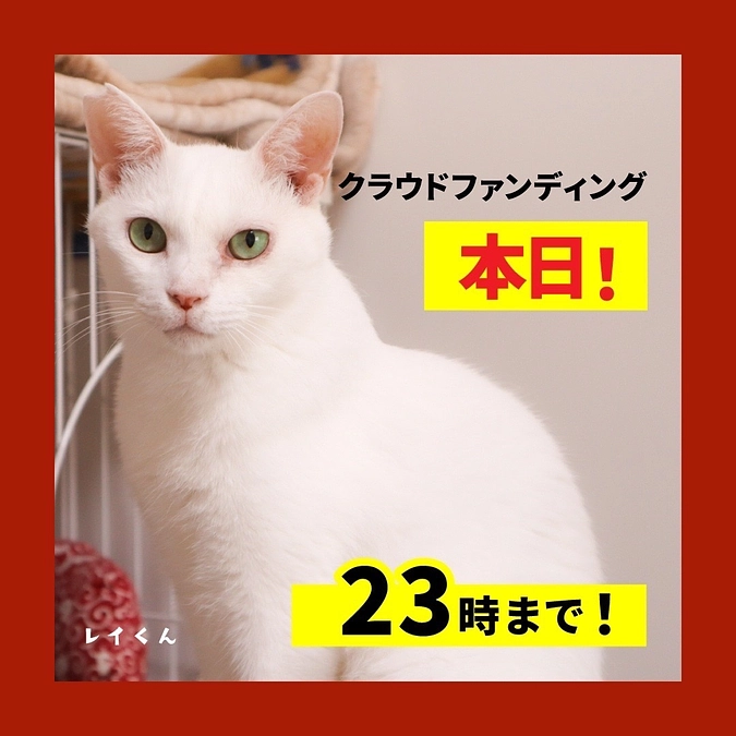 【本日最終日23時まで！】ご支援・応援いただいている皆様へ 