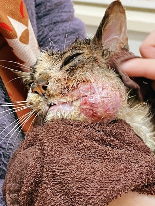 ★ココちゃん、扁平上皮癌進行。病院でお顔をきれいに。