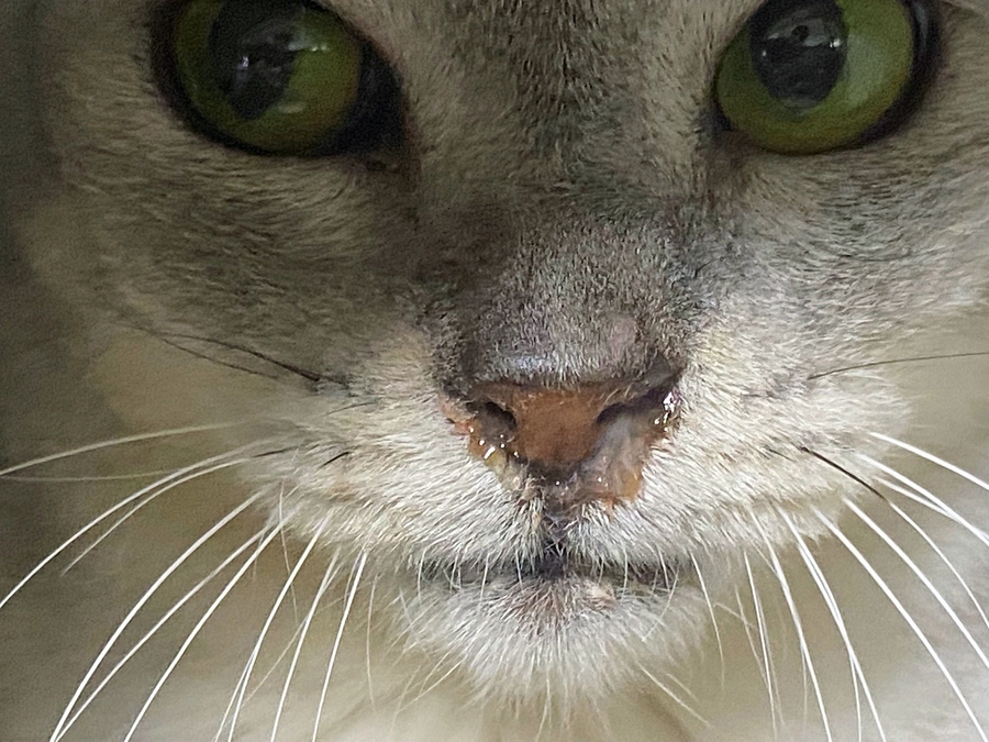 ★すみれちゃん 胸水減少自力体位変換★すみれが保護された場所