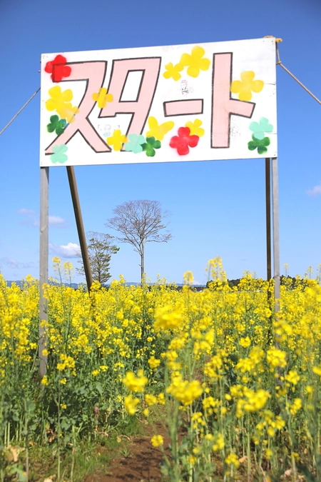 「なの花めいろ」プロジェクトを宜しくお願いします！