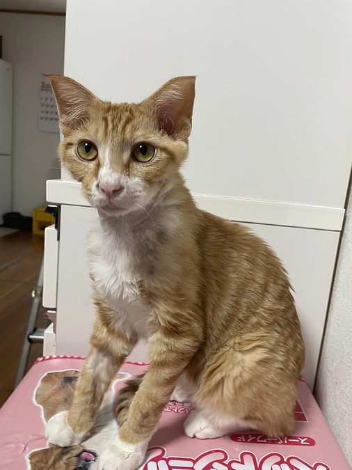 🍀ベルの経過🍀