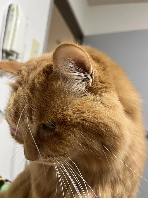 咲夜は元気ですよ〜