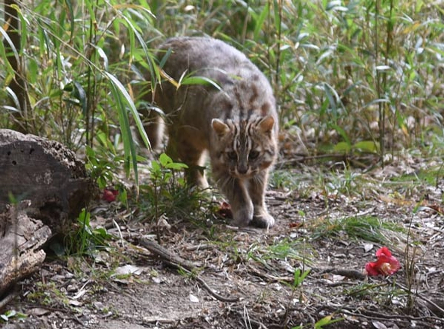 久し振りにネコが