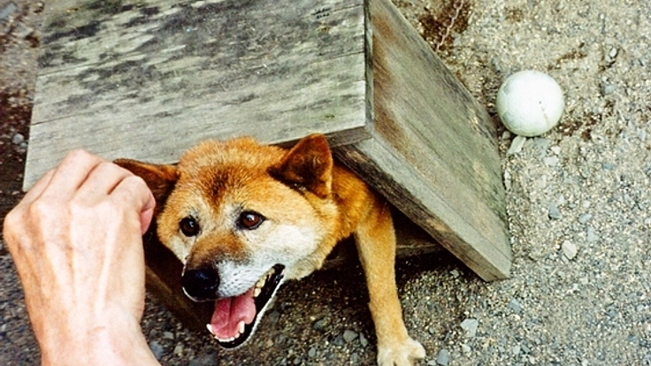関西の施設で保護された捨て犬捨て猫をハープの音色で癒したい！