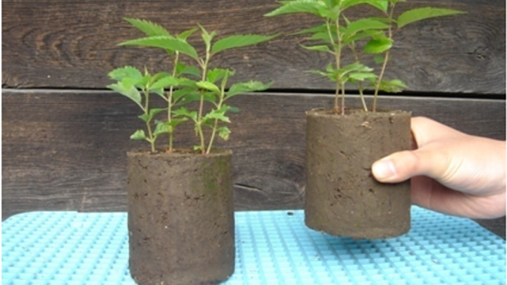 保育苗ブロックを利用し中国とモンゴルの砂漠地再生を目指したい！