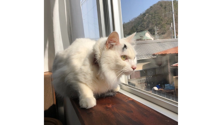 難病FIPの保護猫ハート❤️を助けてください 3枚目