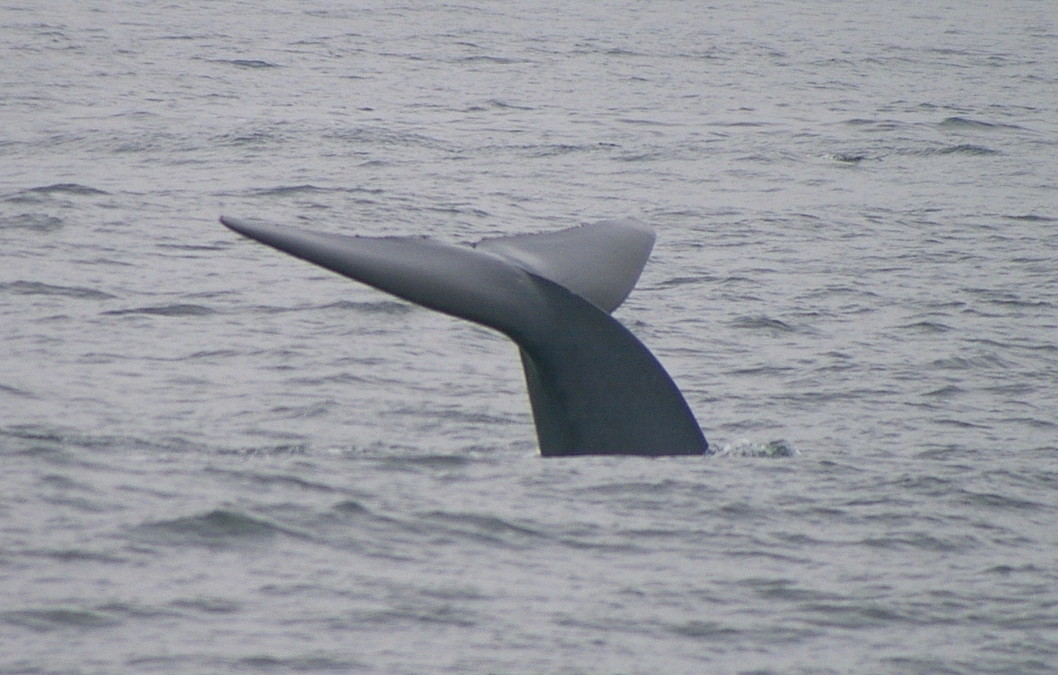 クイズの答えとシロナガス