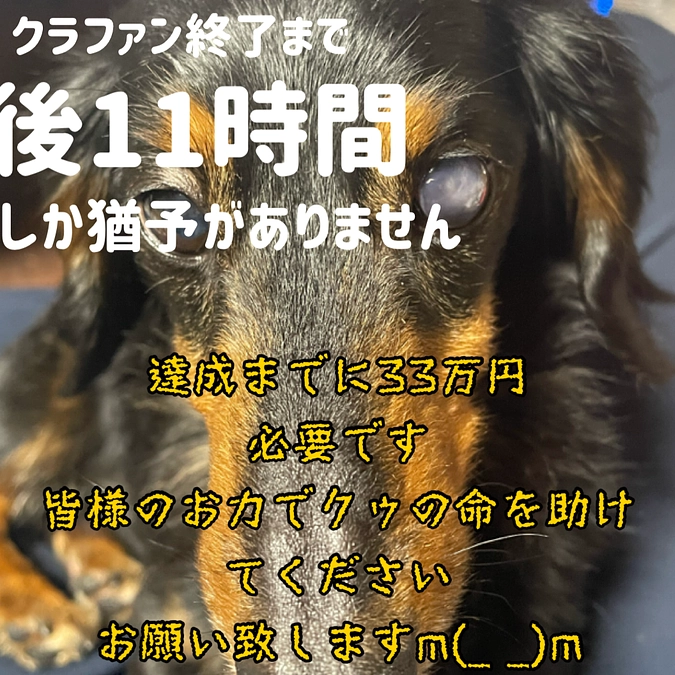残り11時間となりました、クゥが家に来る選択をした理由