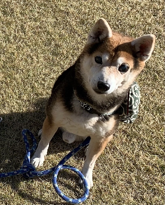 ドッグバンパーでアクティブな日常　黒まめ柴北斗ちゃん