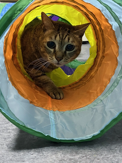 ★遊ぶ小田原猫シリーズ２　トンネル編