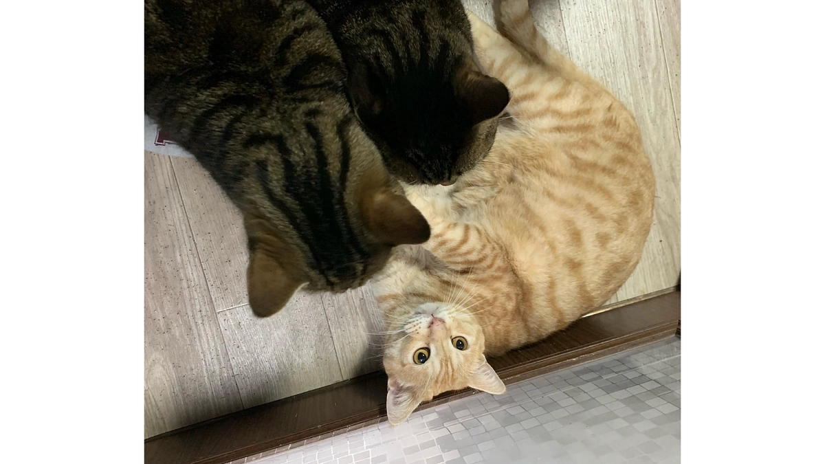 達成率30%突破！ラジオの取材を受けて感じたことのお話