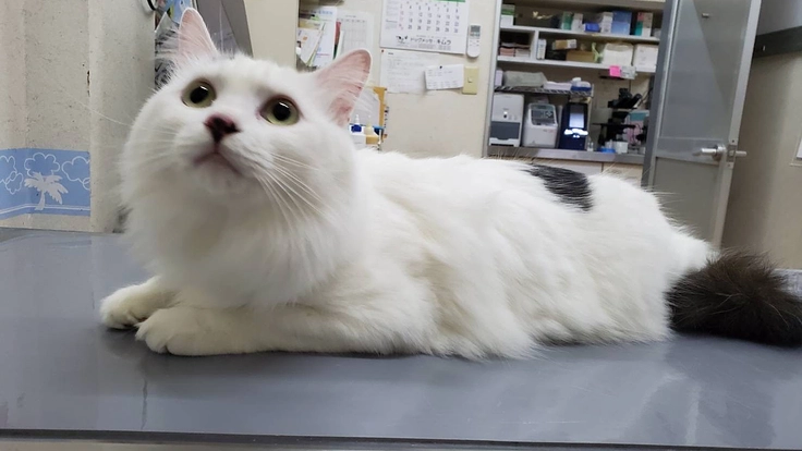 難病FIPの保護猫ハート❤️を助けてください 5枚目