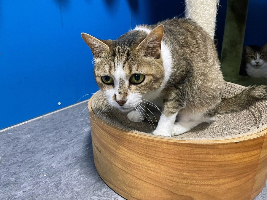 ★モカ・カーコ・クー　通院経過　★ご支援物資ありがとう