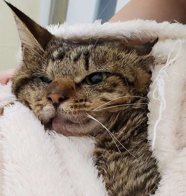 ★埼玉負傷猫すみれちゃん回復傾向　★ココちゃん扁平上皮癌濃厚